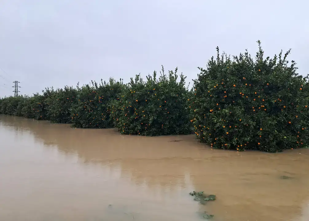 Antalya Tarımında Afet Bilançosu: Zarar 3 Milyar Lirayı Bulabilir! 4